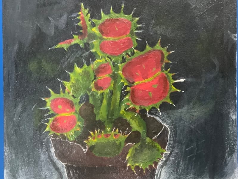 Venus Flytrap